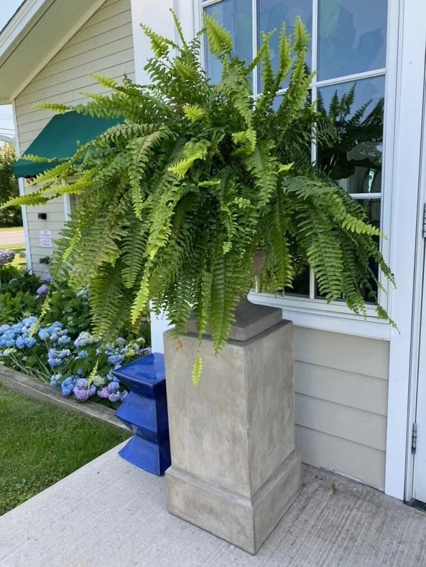 Last Day 75% OFF--UV Resistant Lifelike Artificial Boston Fern